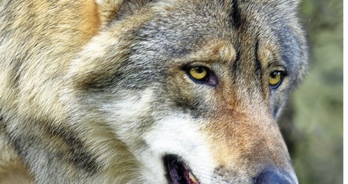 Според народната традиция след Архангеловден от 11 ноември започват Вълчите