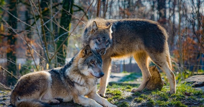 Властите в Солун предупреждават че в парковете в близост до