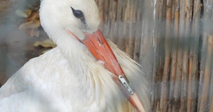 Снимки Фейсбук  Зоологическа градина София Sofia ZooВетеринари от спасителния център