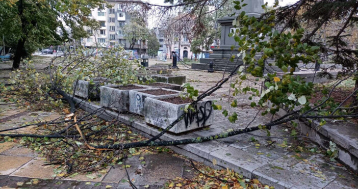 Във Варненска област има няколко паднали дървета вследствие на силния