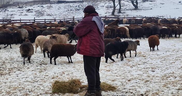 Има план, че трябва да се вземат мерки срещу чумата.