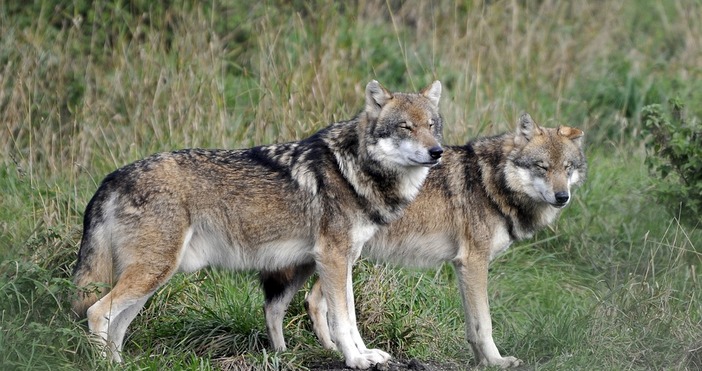 От 7 март догодина вълците вече няма да бъдат строго
