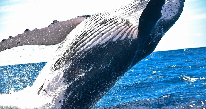 Исландия единствената страна която заедно с Норвегия и Япония позволява