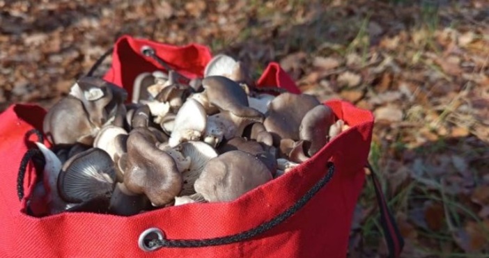 Днес ударих джакпота с топ качество пише опитен гъбър в