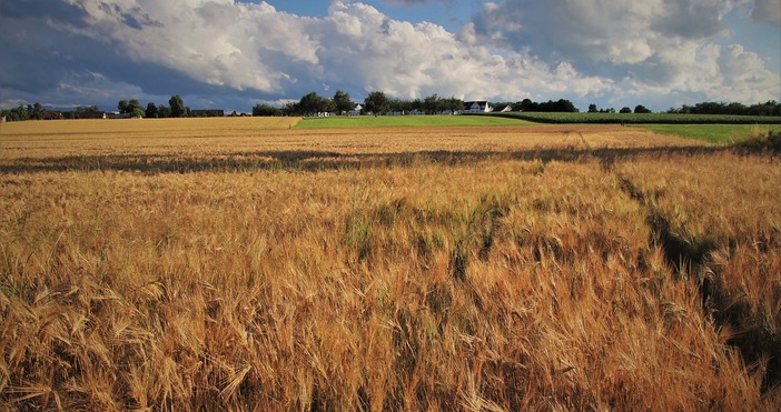 Минималният осигурителен доход за земеделските стопани и тютюнопроизводители догодина се