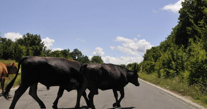 Нерегистрирана ферма с 14 крави е открита, като собственикът се