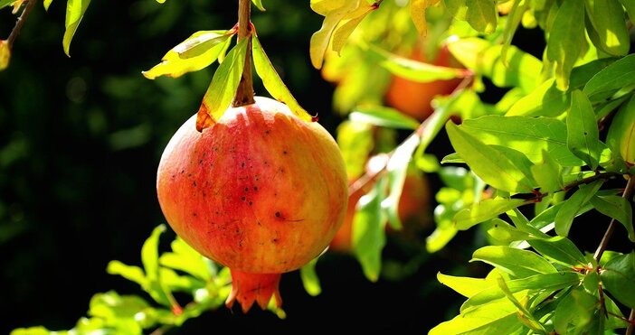 Според учени от Швейцария плодовете от нар са богати на