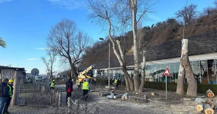 Сеч на дървета по Крайбрежната алея във Варна в сутрешните