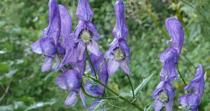 Това растение вирее у нас – красиво е лековито е