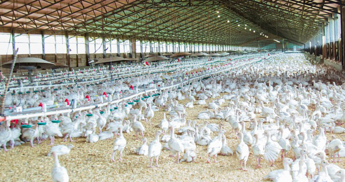 Пожар отне живота на над 30 000 птици в птицеферма