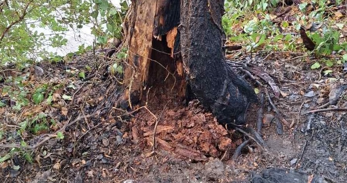 Две сухи и опасни дървета ще бъдат премахнати в Морската