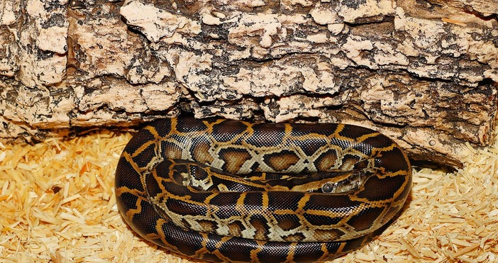 Столичната зоологическа градина търси стопани на екзотични животни И макар осиновителят