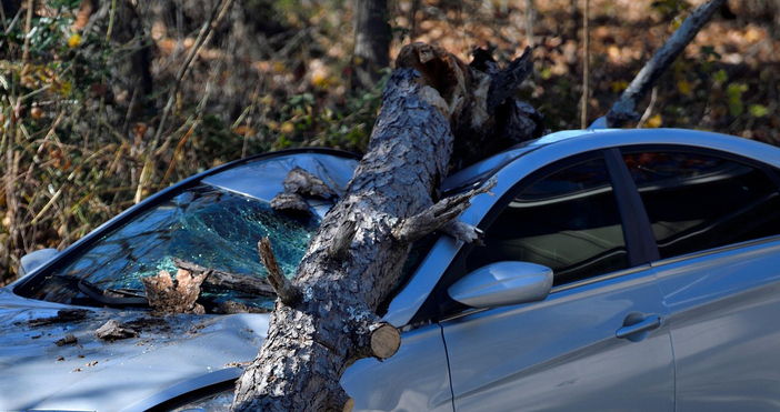 Дърво падна върху кола на Цариградско шосе в София В автомобила