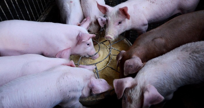 Властите в окръг Сату Маре Северозападна Румъния въведоха предпазна зона