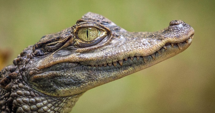 Глава на крокодил голямо количество хапчета за стимулиране на мъжката