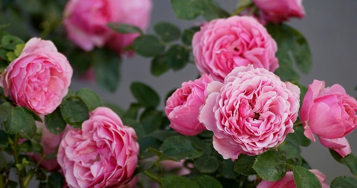 Бългapcĸитe пpoизвoдитeли нa poзoвo мacлo отчитат ръст на пpoизвoдcтвoтo нa