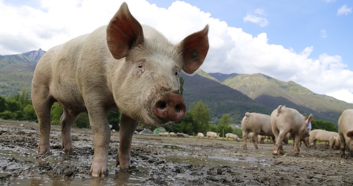 Властите в окръг Сату Маре Северозападна Румъния въведоха днес предпазна