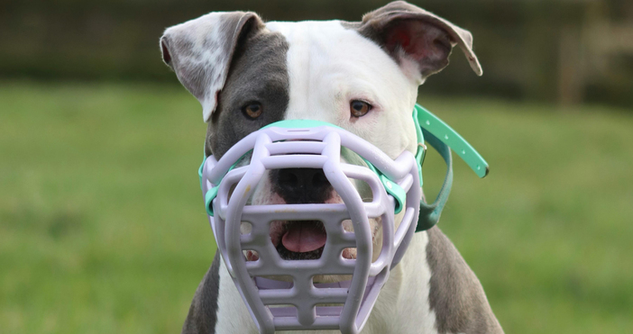За безстопанствен агресивeн питбул предупреждават граждани в социалните мрежи Множество