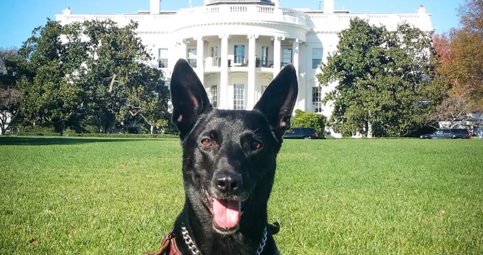 Ураган който стана най награждаваното полицейско куче в историята на Съединените