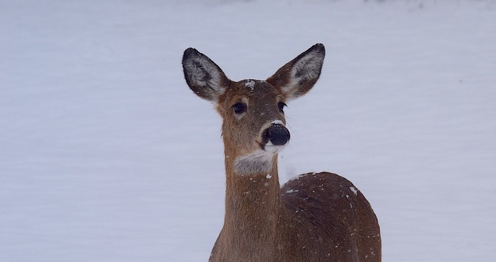 илюстрация  pixabay comЗа сериозен инцидент разбираме от социалните мрежи Случаят е от тази