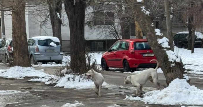 Двете жени които бяха нахапани от кучета порода дого аржентино