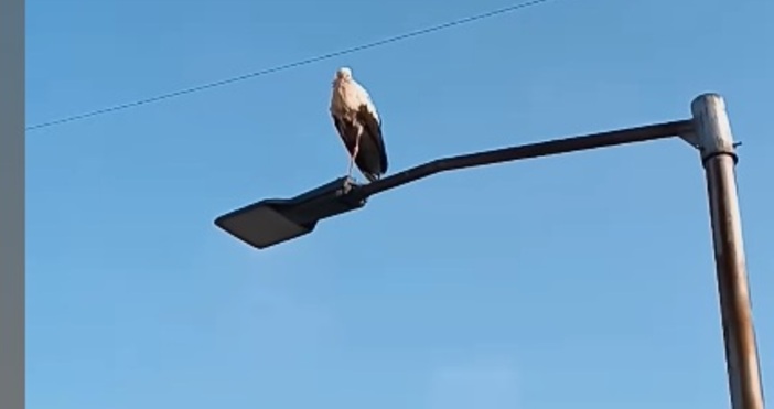 Щъркел посред лютата зима във Варна събуди много оживена дискусия