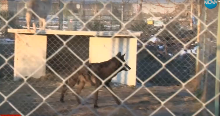 Гостът е от мъжки пол и най любопитното за него е