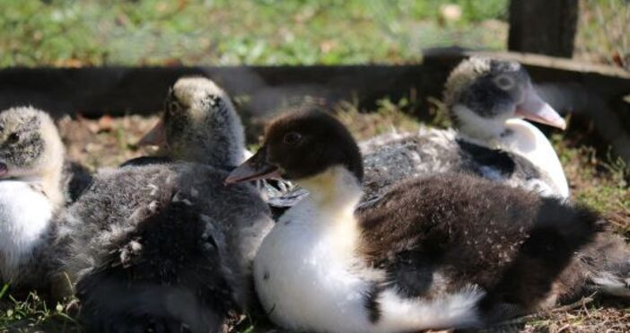 Българската агенция по безопасност на храните БАБХ установи огнище на