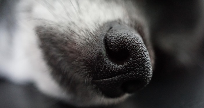 Разследват смъртта на две кучета в кюстендилското село Радловци съобщиха