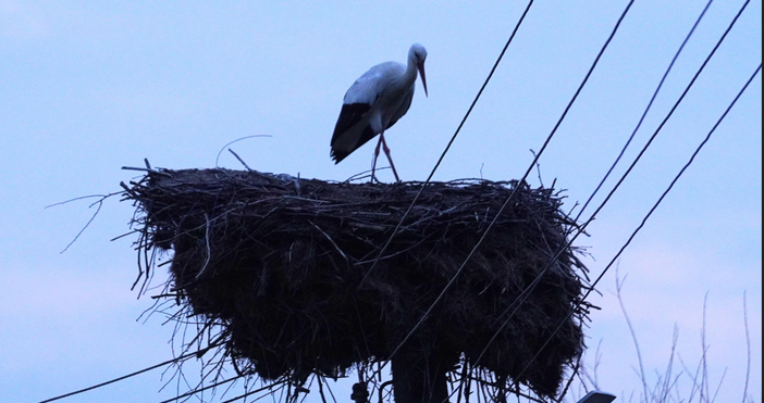Три щъркела изненадаха на Баба Марта жителите на хасковското село