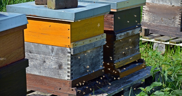 Десетки пчелари от цялата страна се събраха в Добрич на