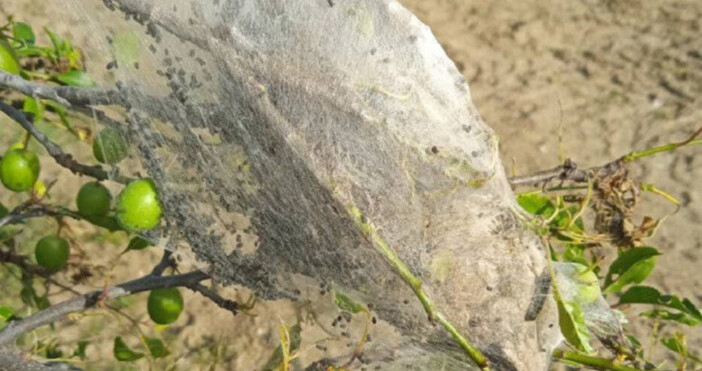 Напастта на едно от най опасните животни в България отново настъпва