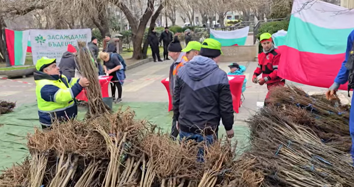 Във Варна за четвърти път раздадоха безплатно дръвчета за засаждане