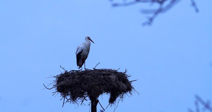 Снимки: Три щъркела изненадаха на Баба Марта жителите на Подкрепа.