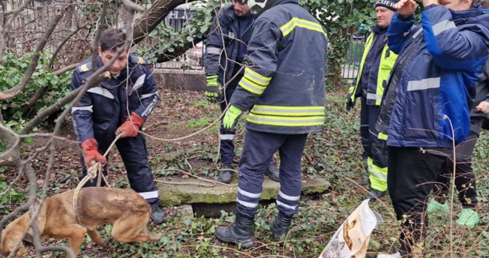От Общинския приют за безстопанствени кучета съобщиха за спасителна акция