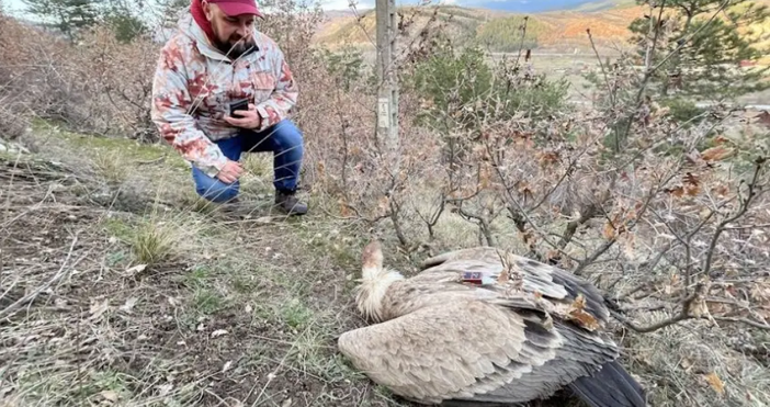 За отровени лешояди в района на село Мощанец Благоевградско сигнализира