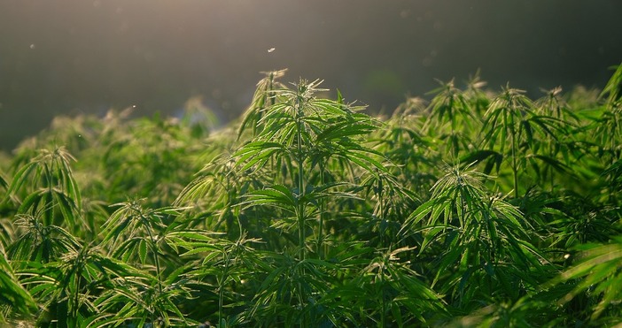 Колумбийският президент Густаво Петро обяви план за намаляване на насажденията