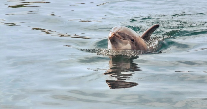 При извършен обход на плажната ивица на плаж Алепу Шофорски