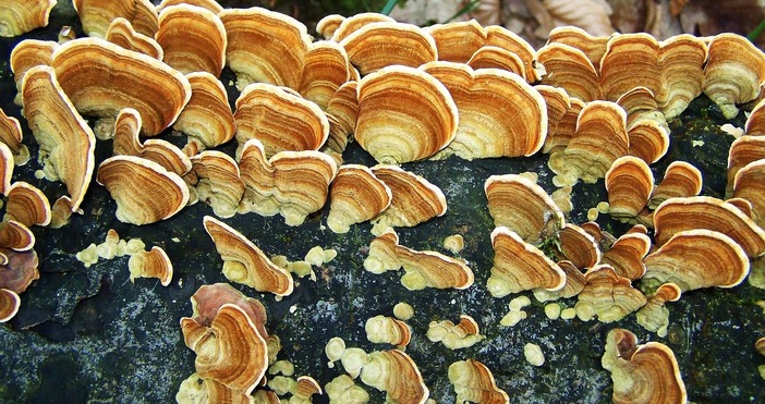 Над 2200 проверки за спазване на Закона за горите и