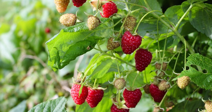 Както в много сектори на земеделието и при нас има