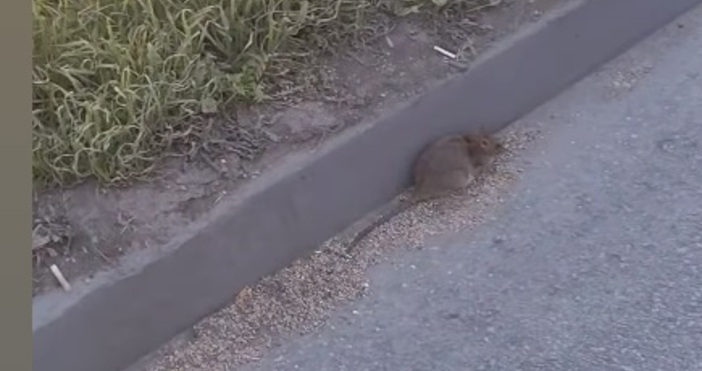 Гризач на Кръгово във Варна почти спря движението за да