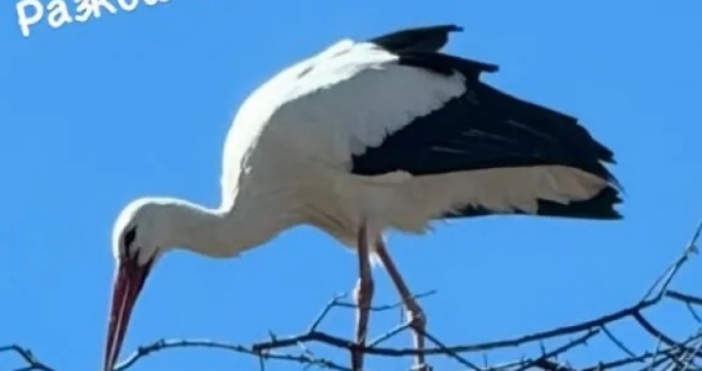 Няколко дни след като Баба Марта дойде и се закичихме с мартеници