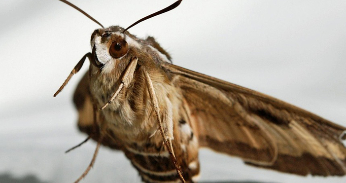 Мая Иванова Снимка Всяка година на 9 март в много