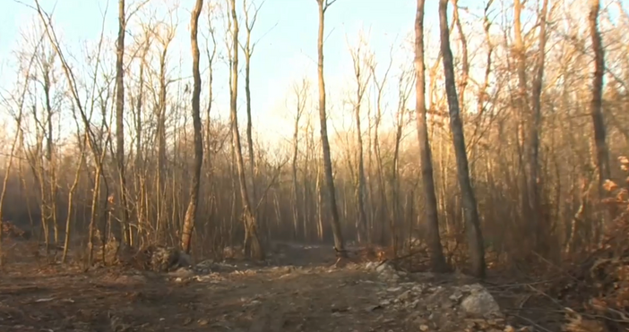 Незаконна сеч на дървета е установена в местността Баба Алено