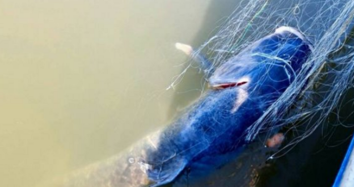 Служители на Изпълнителната агенция по рибарство и аквакултури ИАРА установиха 3