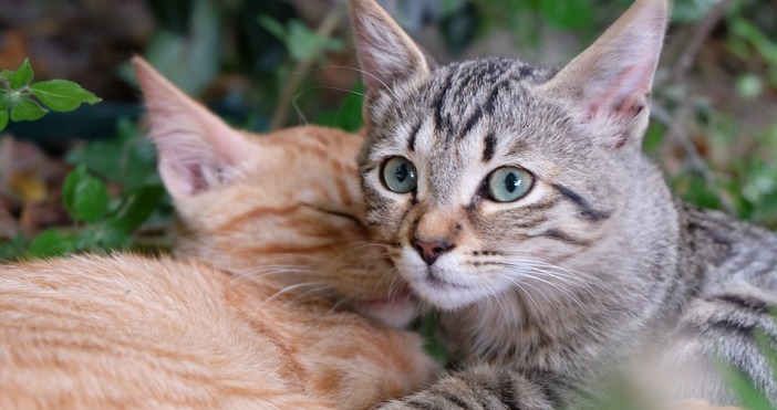 Община Стара Загора наложи глоба на жителка на кв Железник която отглеждала 15 котки