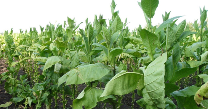 Близо 71 милиона лева е сумата която тази година ще