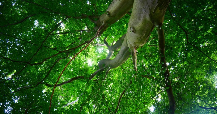 Китайски изследователи са разработили наноматериал на въглеродна основа от отпадъчна