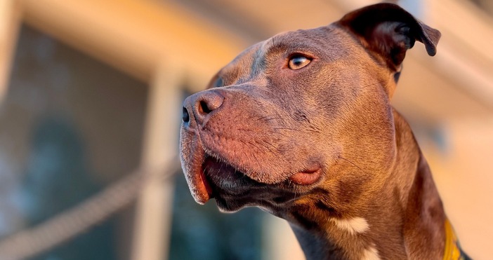 Куче ухапа човек едва ли е новина но в американския