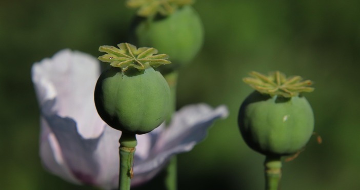 Цената на опиума се е умножила десетократно откакто талибаните в